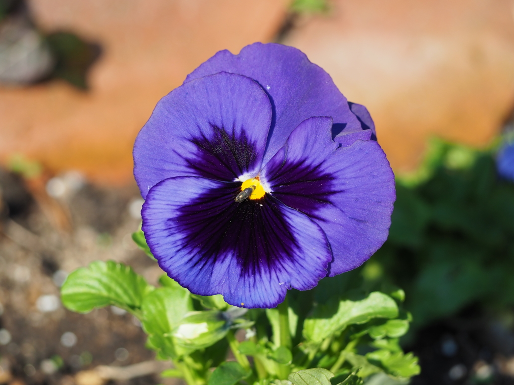 「冬の色」（続編）♪