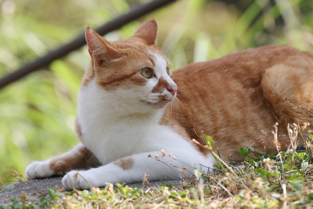 公園の茶シロ♪