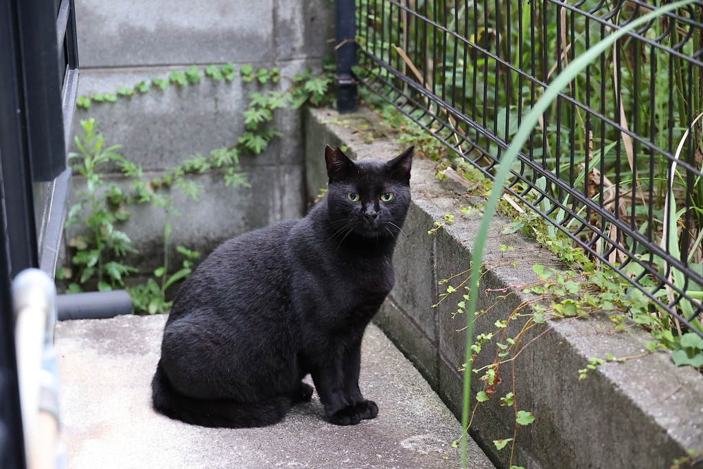 「クロネコ」祭り♪