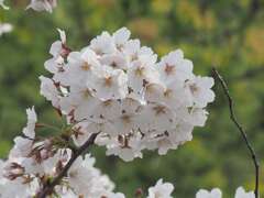 「今年の桜」♪