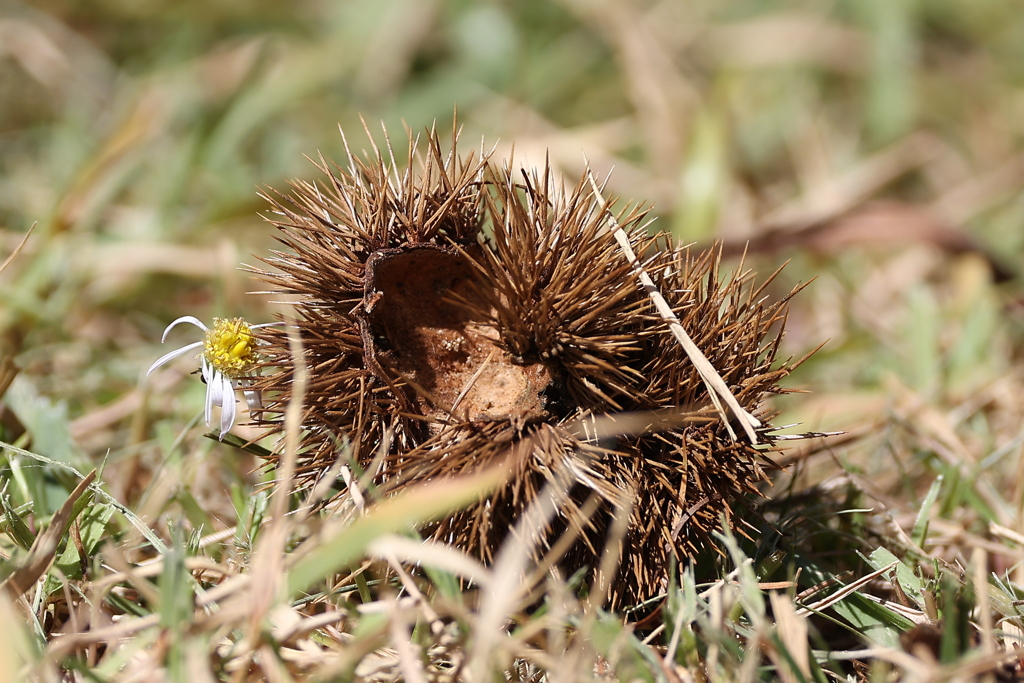 落ちていた物♪