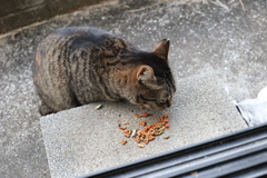 「サバトラ」ゲット♪