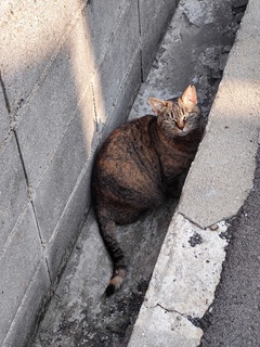 「隠れる」（続々編）♪