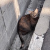 「隠れる」（続々編）♪