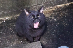 待ちきれないネコ♪