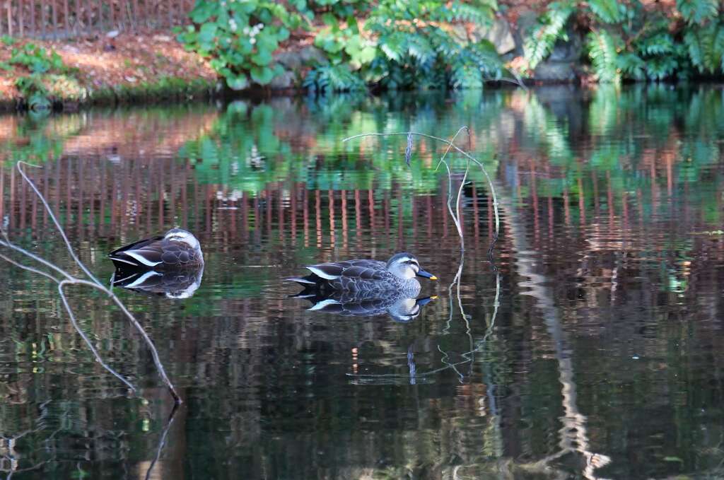 シンメトリー♪