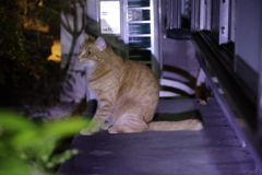 闇夜に茶トラ♪