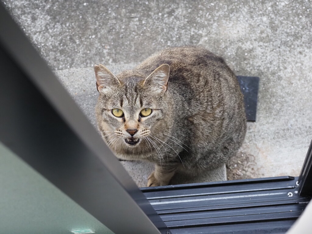 また来た♪