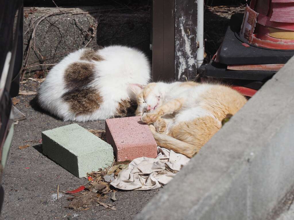 「夢んなか」♪