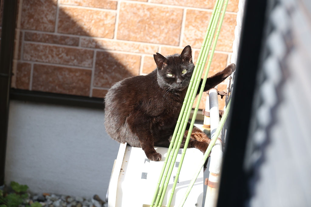 毛繕い♪