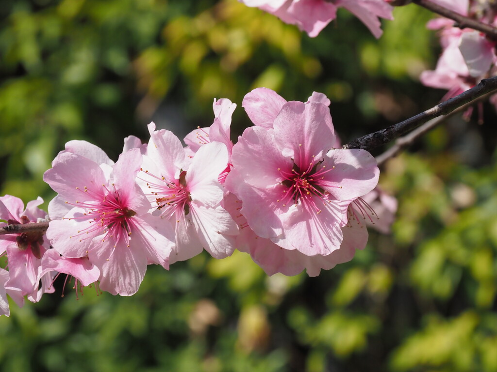「アーモンドの花」♪