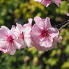 「アーモンドの花」♪