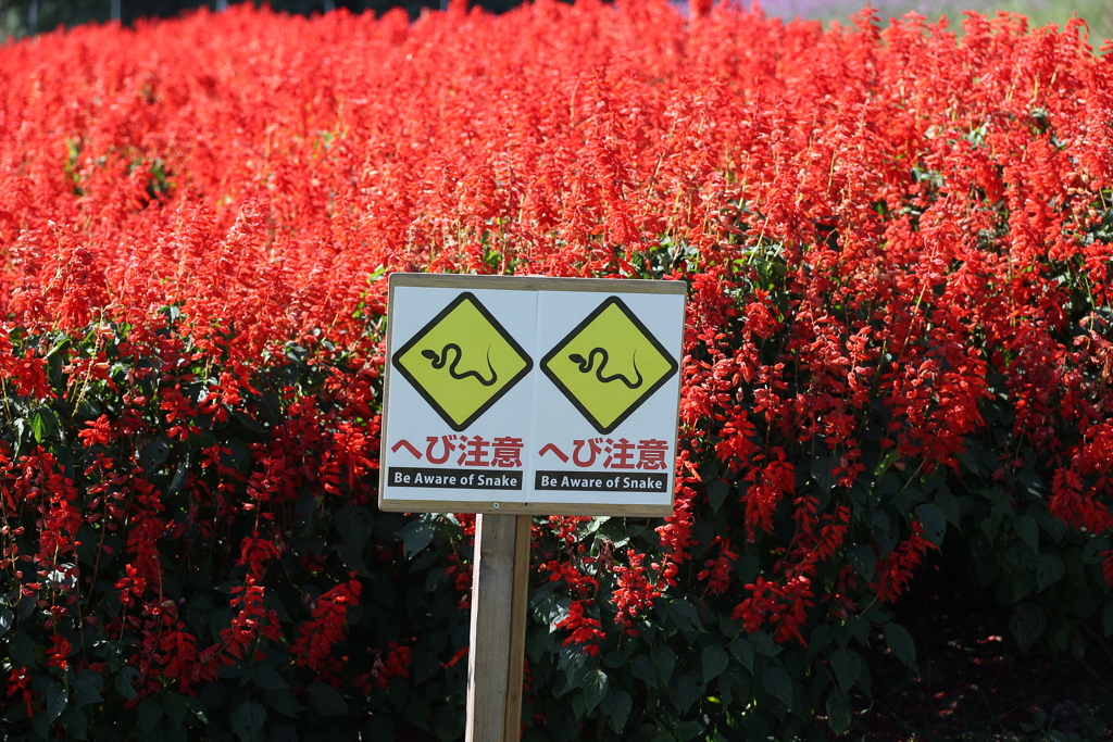 へび注意！