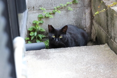 今日も来ている