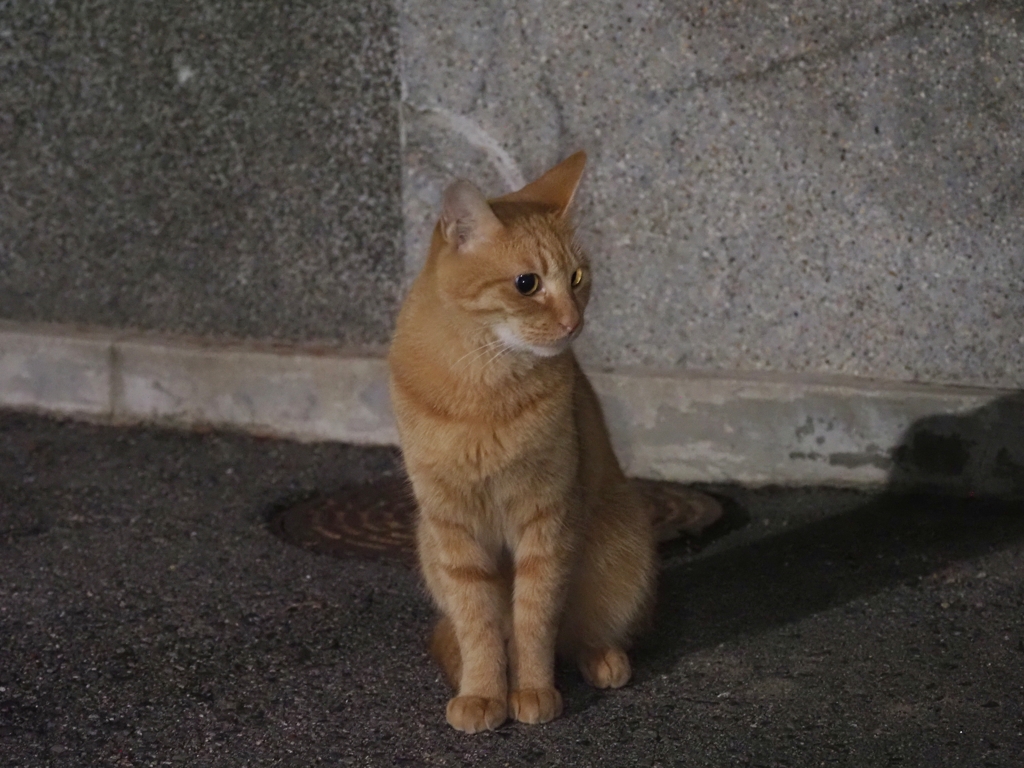 夜歩き♪