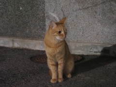 夜歩き♪