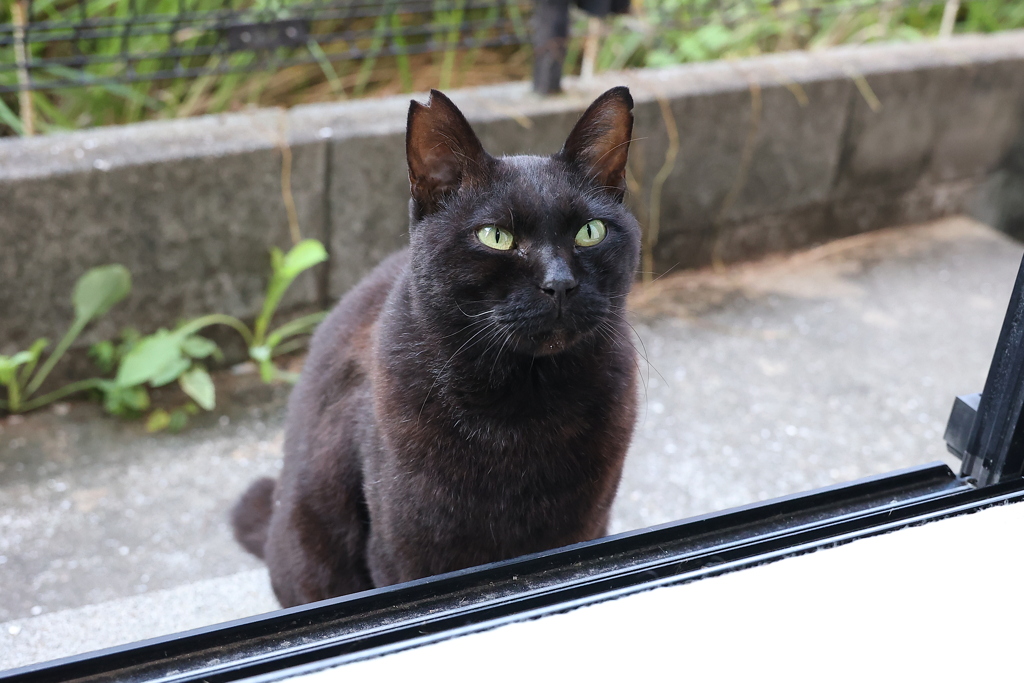 餌くれ～♪
