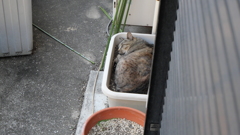 夢の中（爆睡）