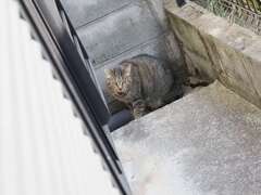 シャーッ（追われるネコ）♪