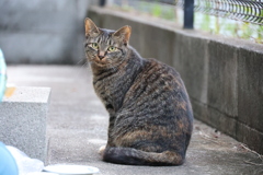 見返り美人（中サバトラ）♪