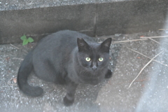 窓下のネコ♪