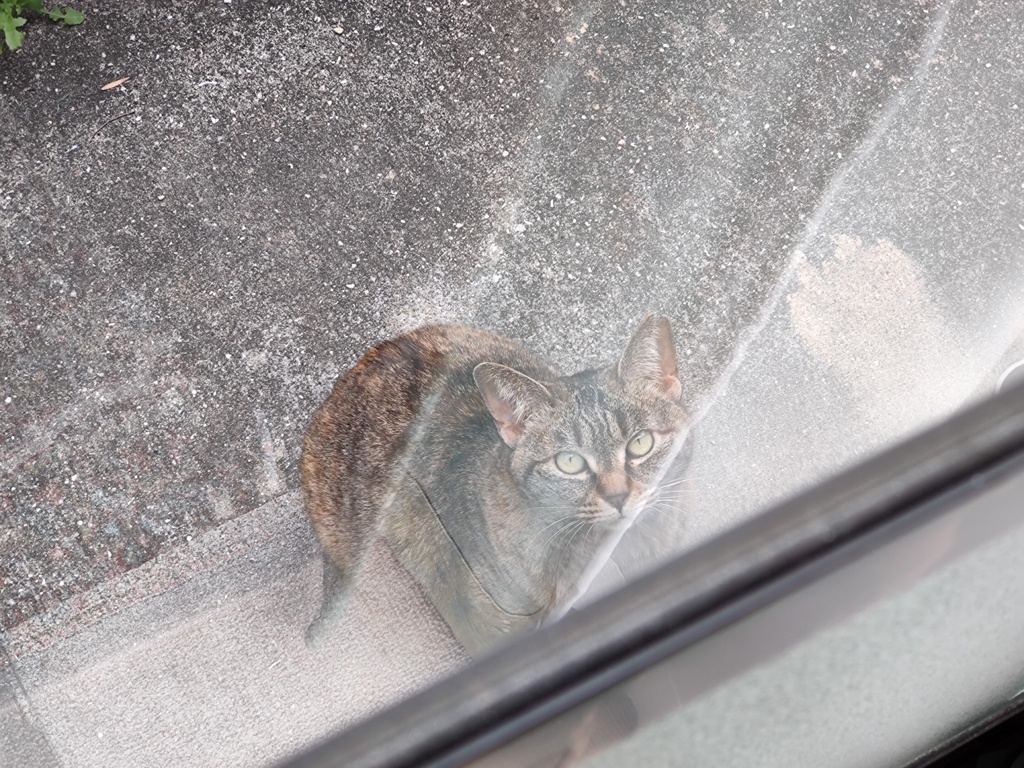 「野良猫」の姿♪