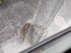 「野良猫」の姿♪