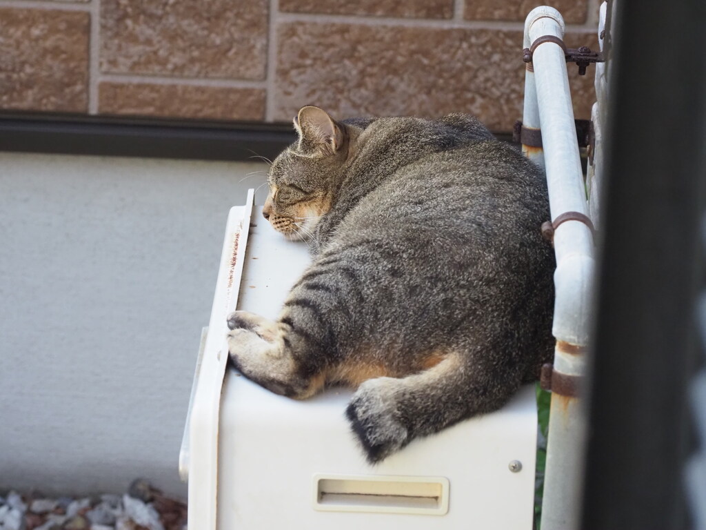 ダラーン♪