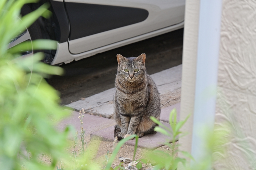 ３番ネコ（中サバトラ）