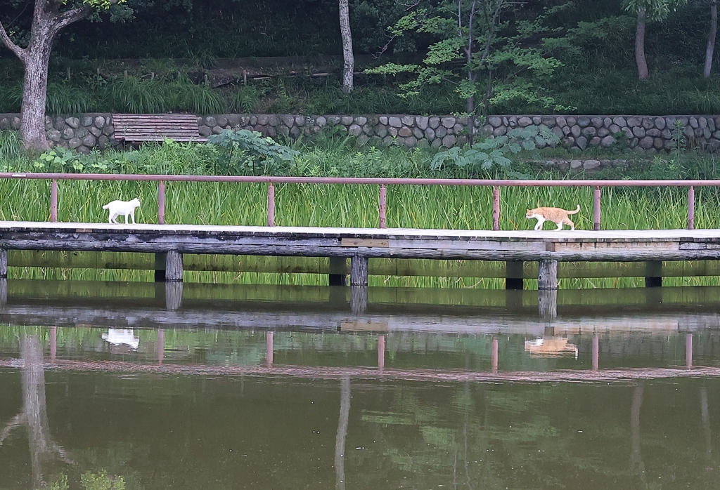 ランデヴー（ネコの影）♪