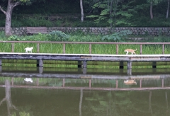 ランデヴー（ネコの影）♪