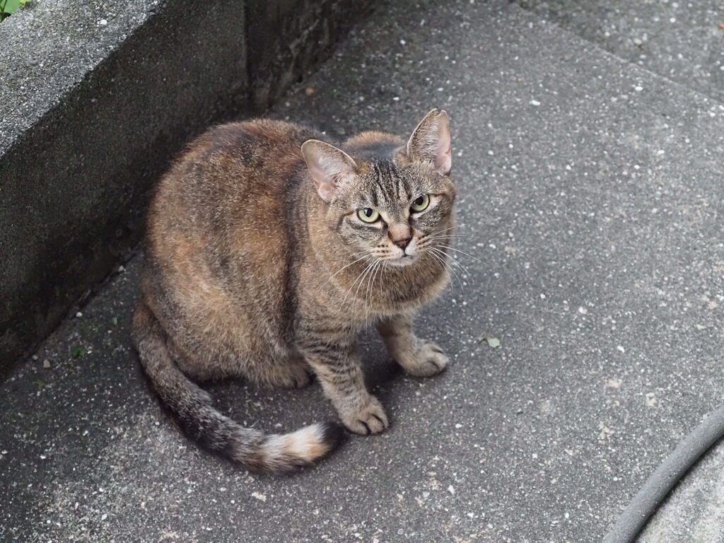 「ご飯待ち」♪