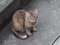「ご飯待ち」♪