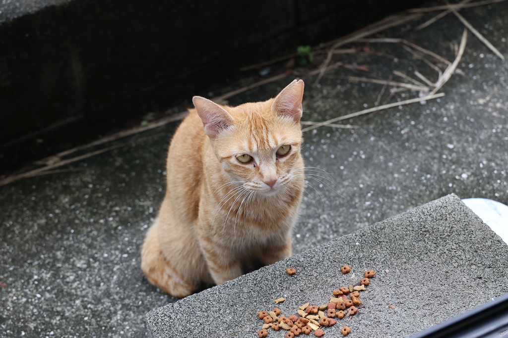 これから食べます♪