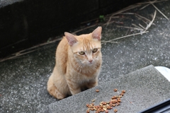 これから食べます♪