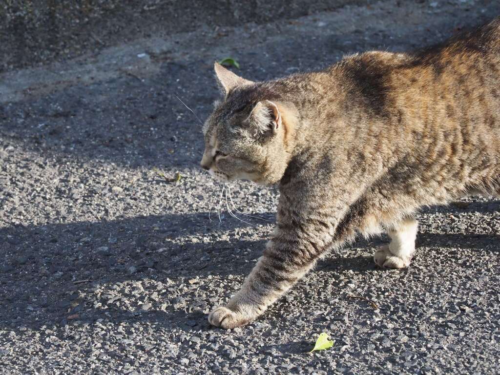 ねこ溜り♪