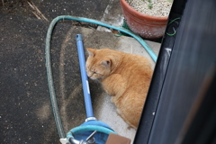 我関せず（大茶トラ）♪