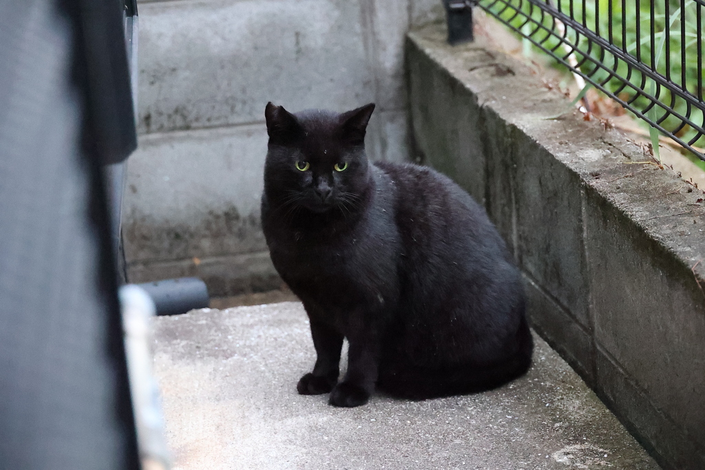 夜が明けて（雨ネコ）♪