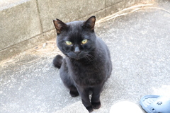 ノラ猫あるある♪