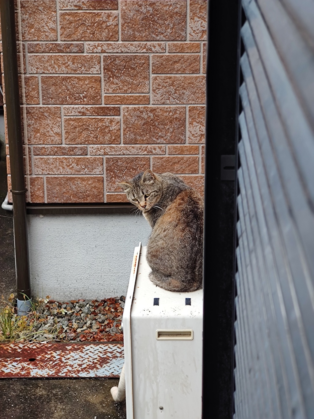 ニャおーん♪