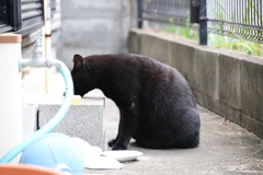 クマか、ネコか♪