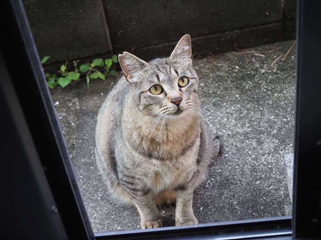 「ご飯まだかな」♪