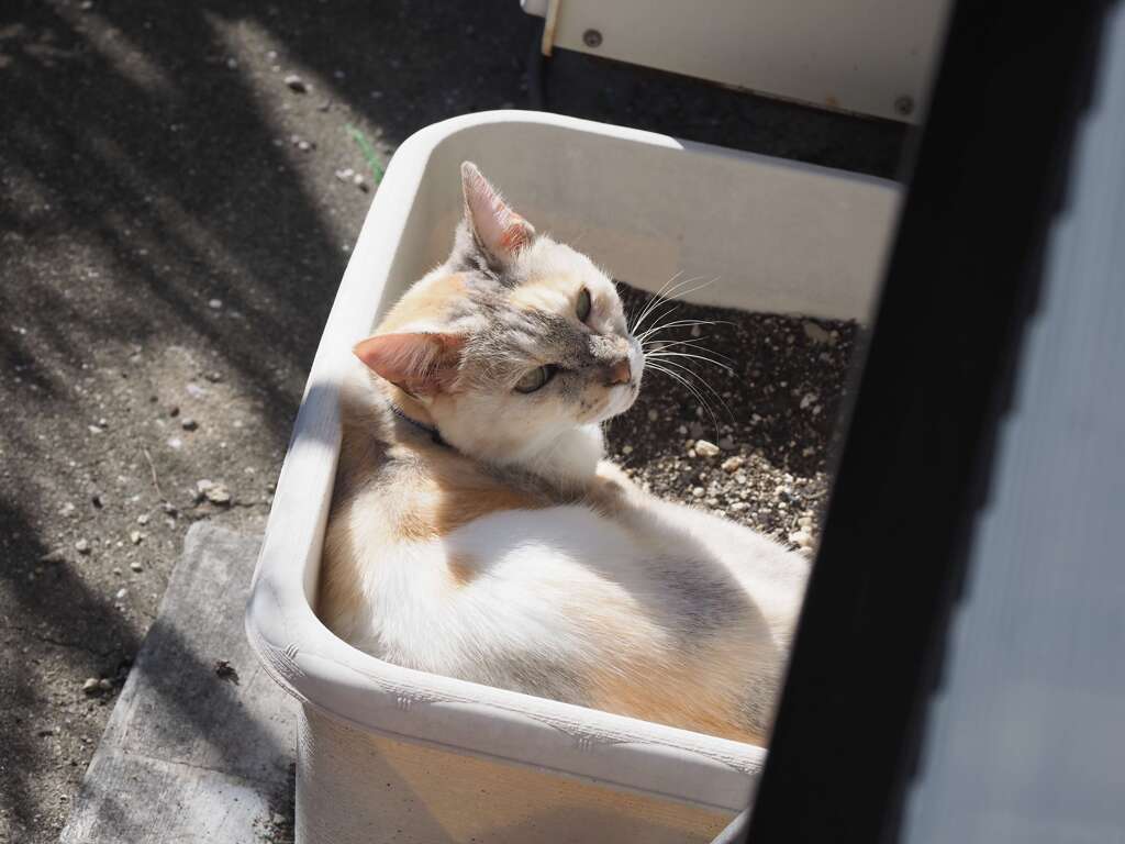 「迷い猫Ⅱ」　♪