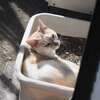 「迷い猫Ⅱ」　♪