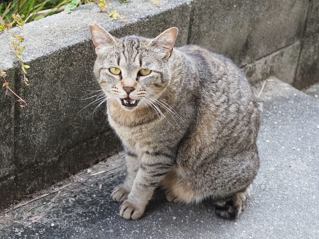 ご飯ください♪