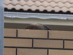 「！」（冬のネコ）♪