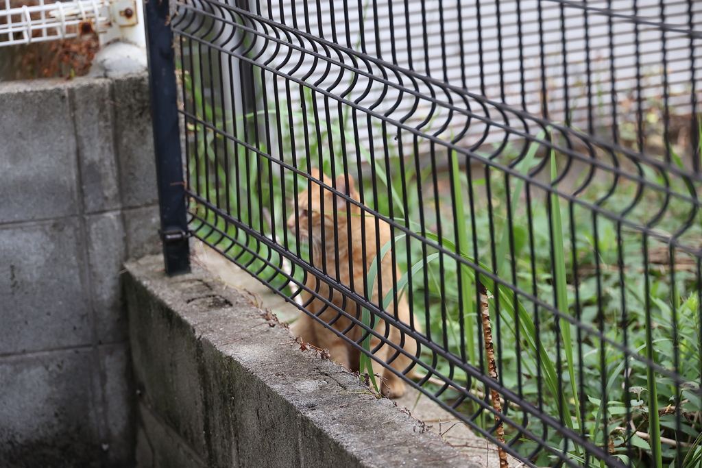 「茶トラ」接近♪