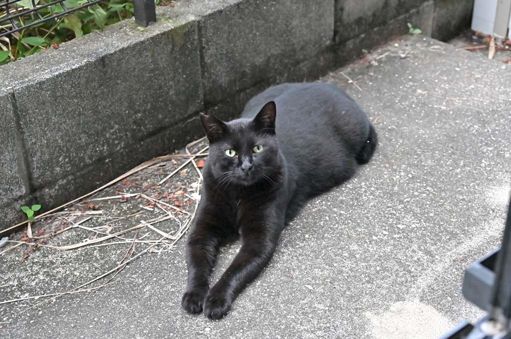 ４時半のネコ♪