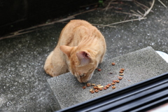 ネコは、クネクネ♪