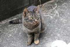 ボク、クリーム足です♪